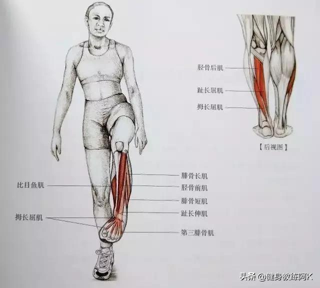 防止小腿变肌肉腿的拉伸动作，跑后7大拉伸动作