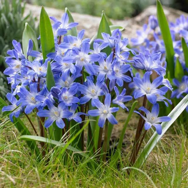 球根植物有几种，海妈园艺课堂干货向