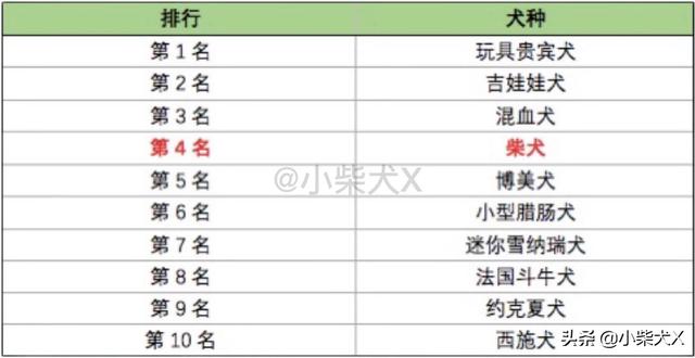 日本柴犬的特点，日本柴犬品种推荐（独立干净爱掉毛）
