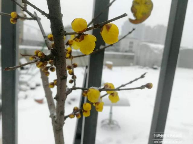 蜡梅与腊梅的区别，蜡梅是梅花吗究竟是（腊梅花与蜡梅有什么区别）