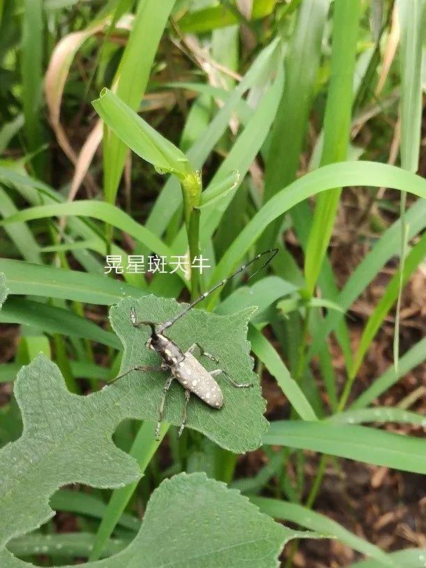 害虫的危害和防治方法，防治蚜虫、粉虱、飞虱最经典的药剂