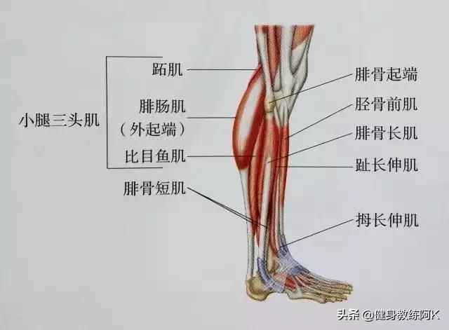 防止小腿变肌肉腿的拉伸动作，跑后7大拉伸动作