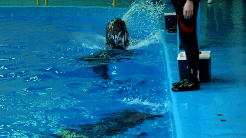 昆明梦幻联邦乐园什么值得玩，昆明周边惊现世界奇迹上的欢乐王国