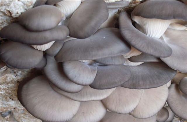 平菇的栽培种植技术和管理，平菇的栽培技术