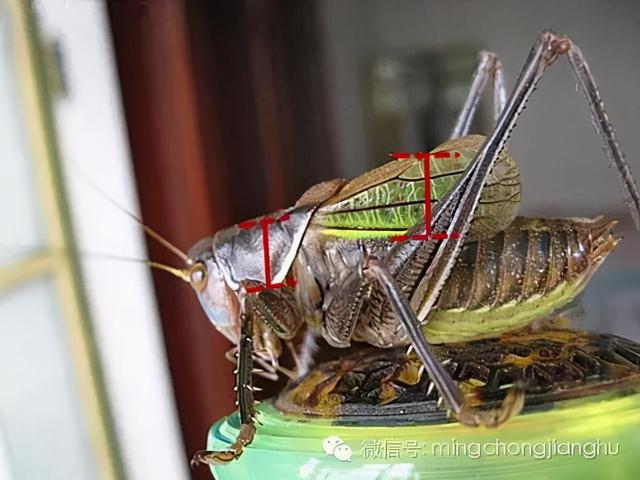 冬天和春天的蝈蝈有区别吗，这篇文章讲清楚了