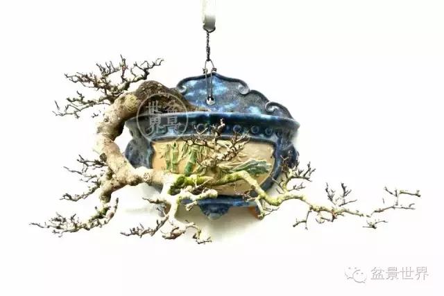 黄杨盆景大全，黄就成老师盆景精品欣赏