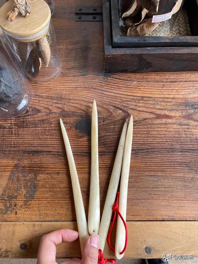 长白山挖人参遵循古法，长白山采挖野山参民间习俗