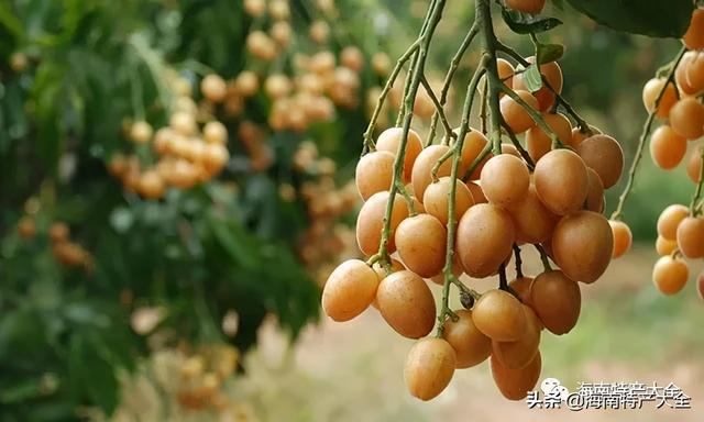 热带水果图片名称大全，海南10种热带水果（海南热带水果全介绍）