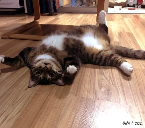 猫咪可以上火车吗，可以带着猫咪坐火车吗（网络上“户口”，一个都不能少）