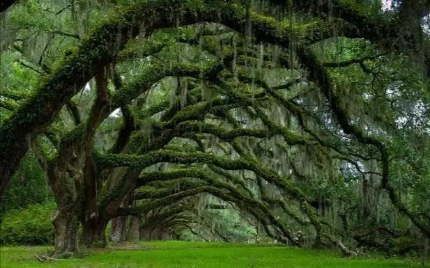 致橡树的四种爱情观，致橡树传达的爱情观