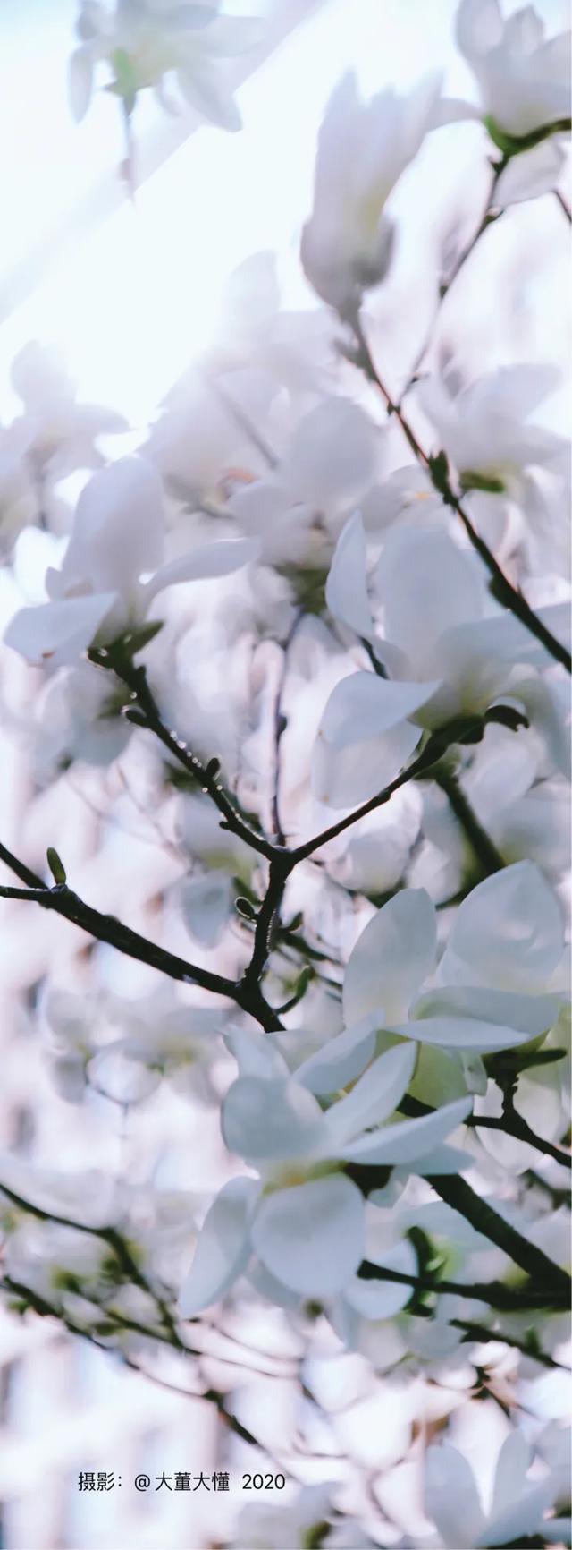 椿花，椿花开放的时节