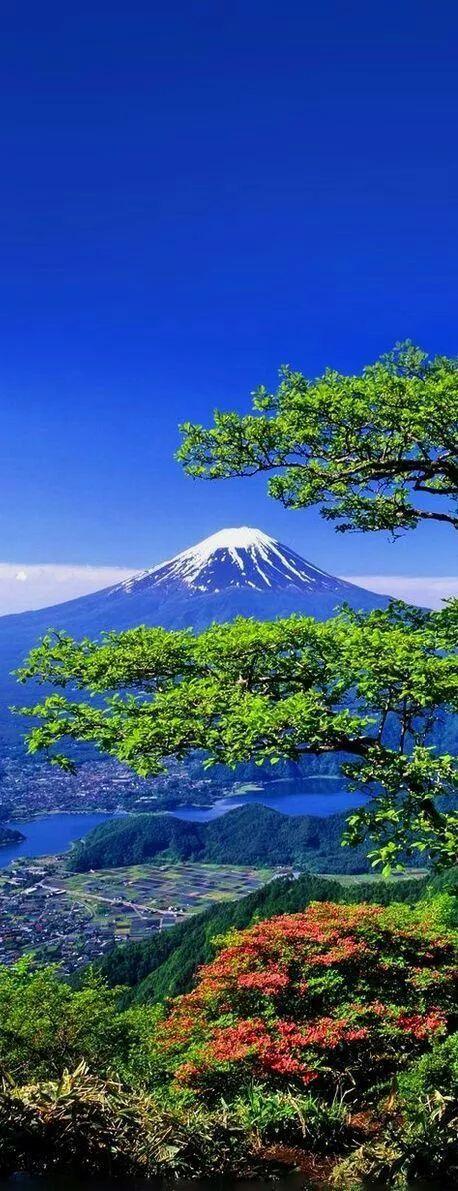 老树长新芽枯木又开花，枯木逢春老树开花