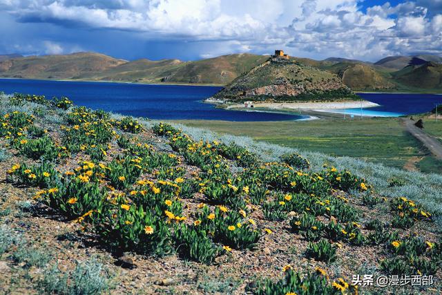 大山里迷人的野花，章丘赵八洞山上的美丽野花