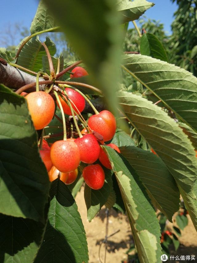 国产樱桃品种对比，国产樱桃品种及购买一些介绍