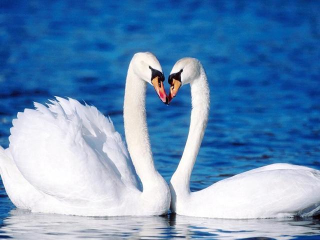 各国国鸟有哪些，世界各国国鸟大全