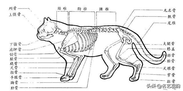 100种小猫怎么画，100种画真猫的画法（教你在纸上养个主子）