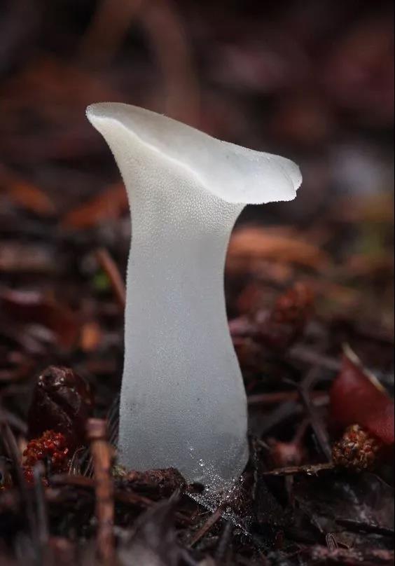 美丽的蘑菇大自然的杰作，草地上各种各样的蘑菇
