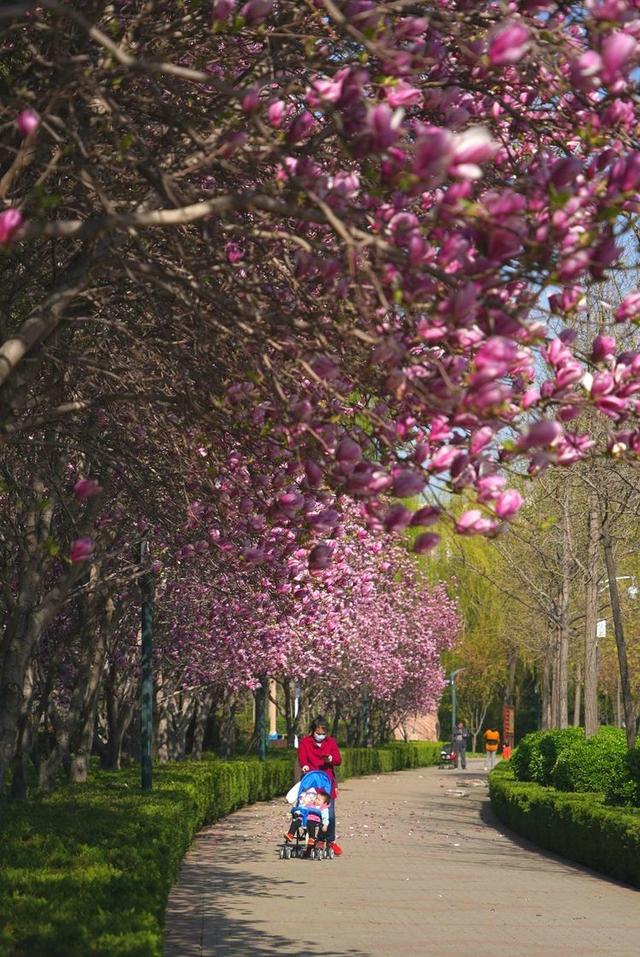 洛阳樱花道旅游攻略，樱花大道游人流连忘返