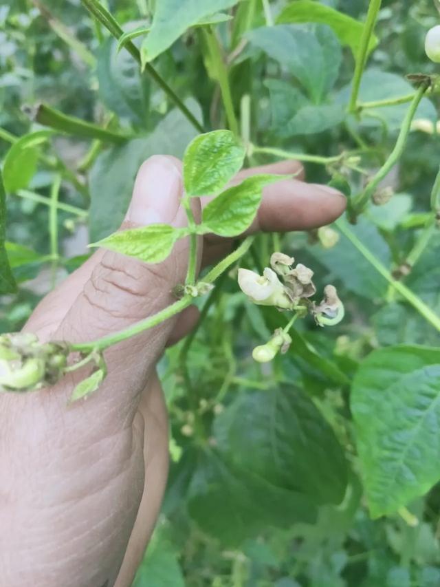 蓟马，蓟马为什么这么防治