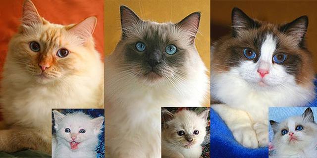 布偶猫的重点花色是有什么特点，布偶猫花色傻傻分不清楚