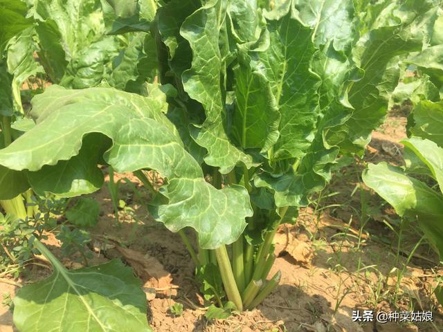 春天适合种什么菜，春季能种什么蔬菜
