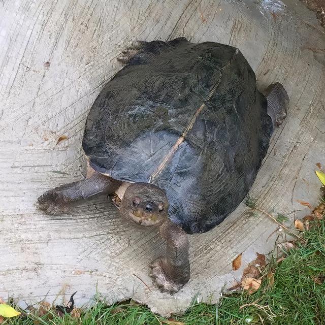 乌龟寿命最长多少年，乌龟的寿命最长有多长（“千年王八万年龟”是真的吗）
