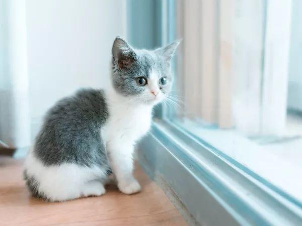 猫咪会抑郁吗有什么表现，辟谣猫都没心没肺