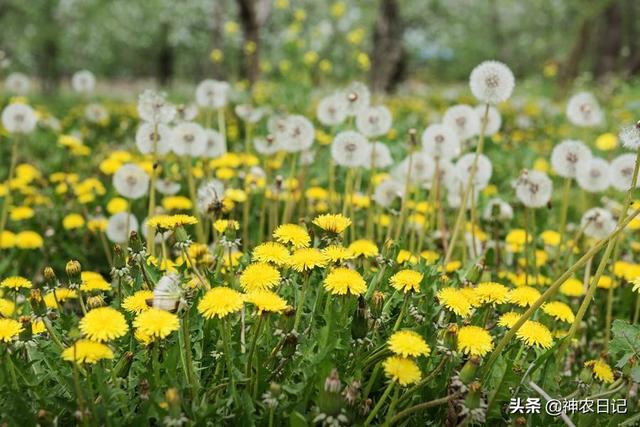 目赤是什么意思，肝火旺目赤是什么意思（清血八味片是药品还是保健品）