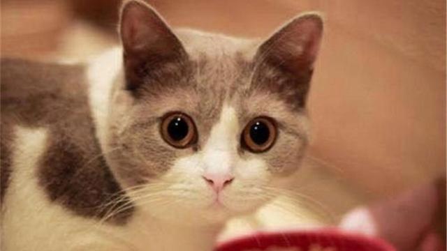 养猫的人容易得什么病，养猫容易得什么病（网友：我得了好几种病）