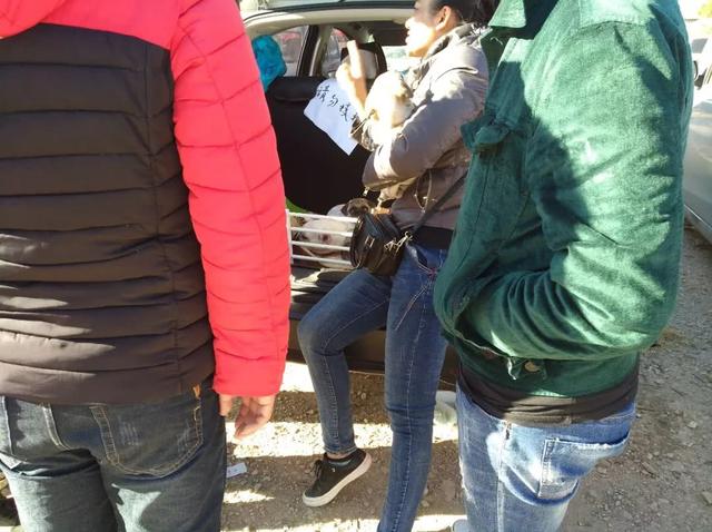 宠物巴哥犬市场价格多少，商贩狗市出售纯种巴哥幼犬