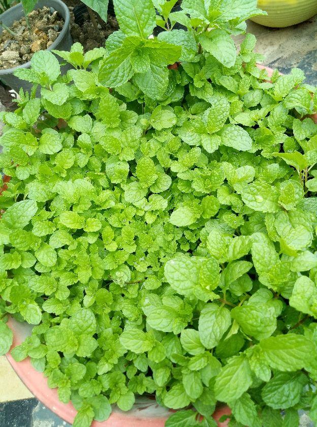 室内适合养的香花，养在家里味道清新