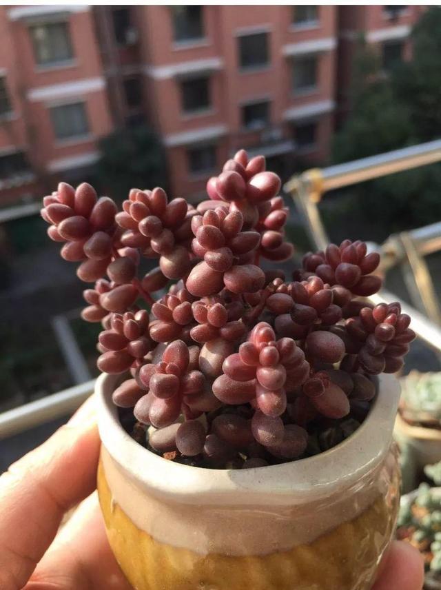 养着省心颜值高又爱长爆盆的多肉，这些多肉大普货