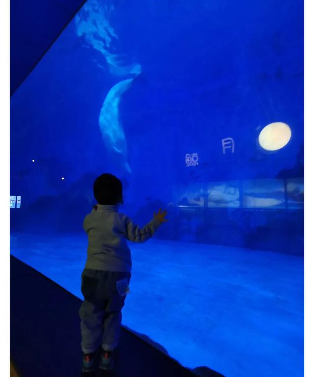 天津海昌极地海洋公园旅游攻略，带着孩子去看鱼