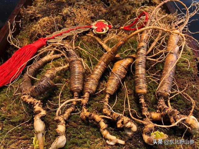 平常买的人参大多是什么，人参的觅货到底是什么