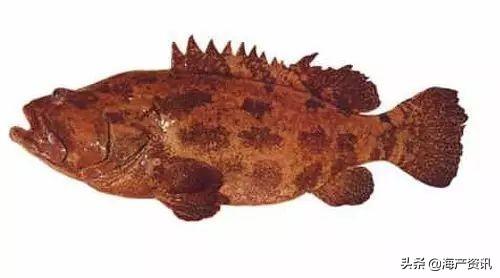 最便宜的石斑鱼，便宜的海鲜鱼类有哪些品种（这条奢华的贵族石斑鱼你确定吃过）