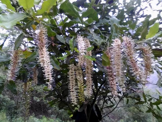 夏威夷果长什么样，原来夏威夷果是长这样的（夏威夷果：“名不副实”的坚果）