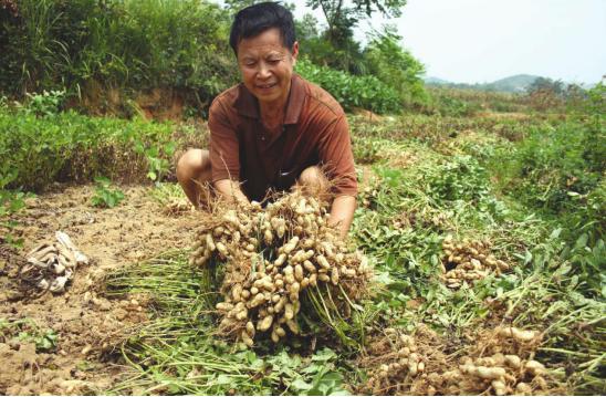 花生怎么种植方法，花生种植的最佳方法（关于花生的种植方法）