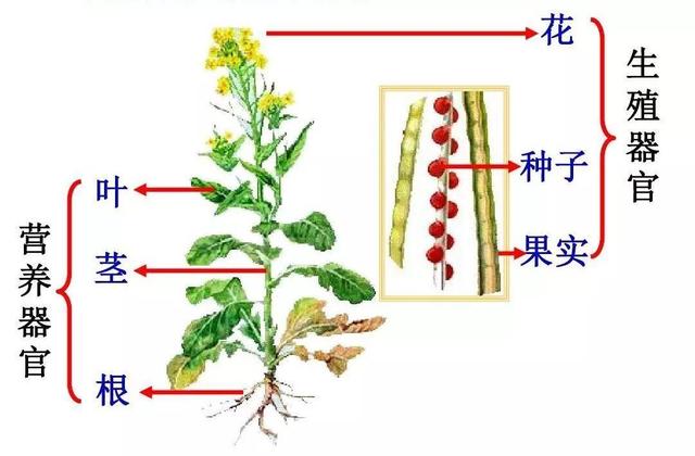 茅莓蛇莓该用哪一个填补你空虚的胃，蛇莓茅莓