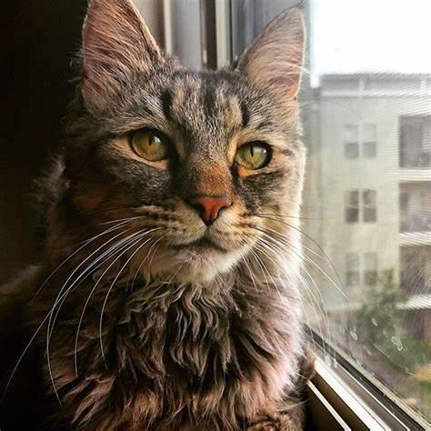 公猫绝育的最佳时间，关于猫咪绝育的最佳时间