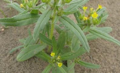 农村的这种野草大家认识吗，老人称“肿瘤草”
