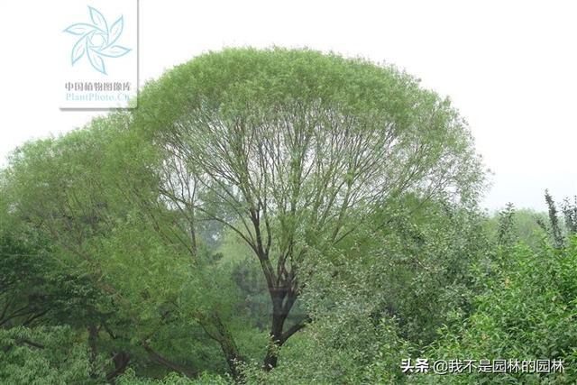 柳树特征和柳絮特征，垂柳旱柳绦柳