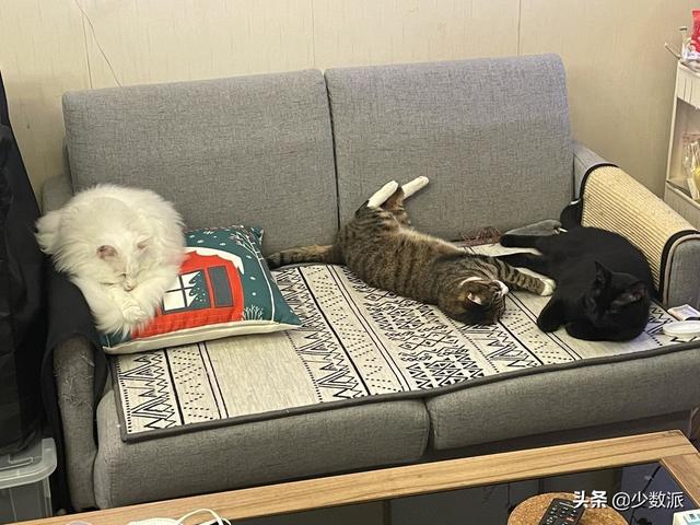 猫走丢了怎么办，猫咪走丢了怎么办快来看看吧