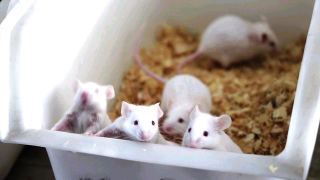 世界首例男子成功怀孕，世界首例阴茎移植者要做父亲了