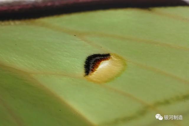 有哪些常见的飞蛾，自然记录蛾生一瞬