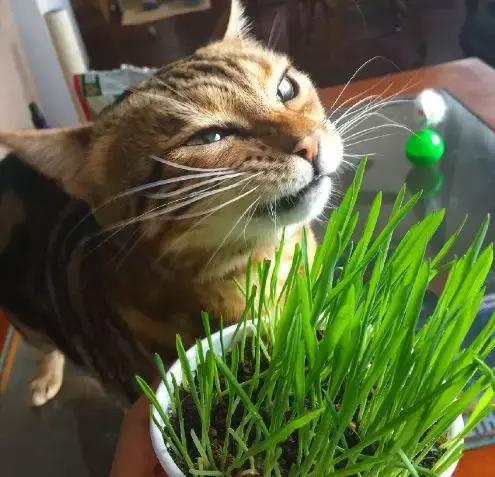 猫咪为什么痴迷吃草，猫咪为什么会吃草