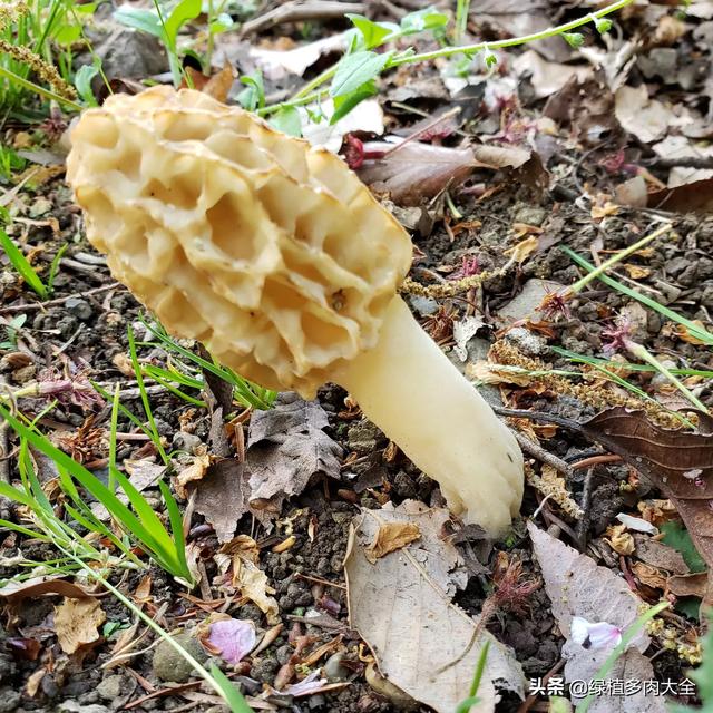 羊肚菌怎么做好吃又简单，新鲜羊肚菌最简单的吃法（清蒸羊肚菌童子鸡）