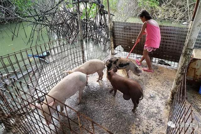 图瓦卢国简介，世界面积第四小国图瓦卢