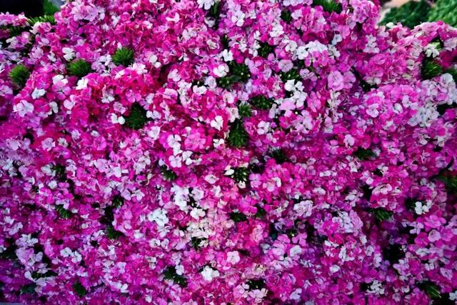 便宜又实惠的鲜花市场，打卡全国最大的鲜花批发市场
