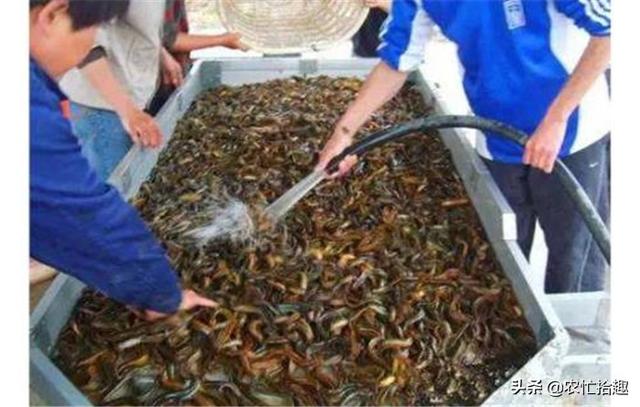 农村深山抓鱼，贵州农村举行抓鱼比赛