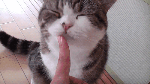 猫咪舔主人的手，猫咪舔舐常见的6个含义（猫咪舔人手表示什么）